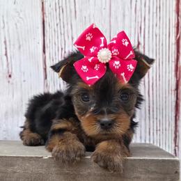 Maggie - Blue and gold female Yorkshire Terrier puppy in Monticello, Iowa from Ashley’s Puppies