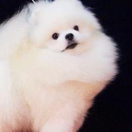 Winter - Pomeranian
