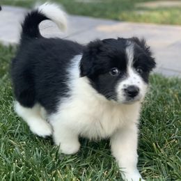 Skittles - AKC - Border Collie puppy in Trabuco Canyon, California from Sierra Peak