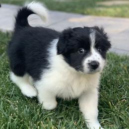 Skittles - AKC - Border Collie puppy in Trabuco Canyon, California from Sierra Peak