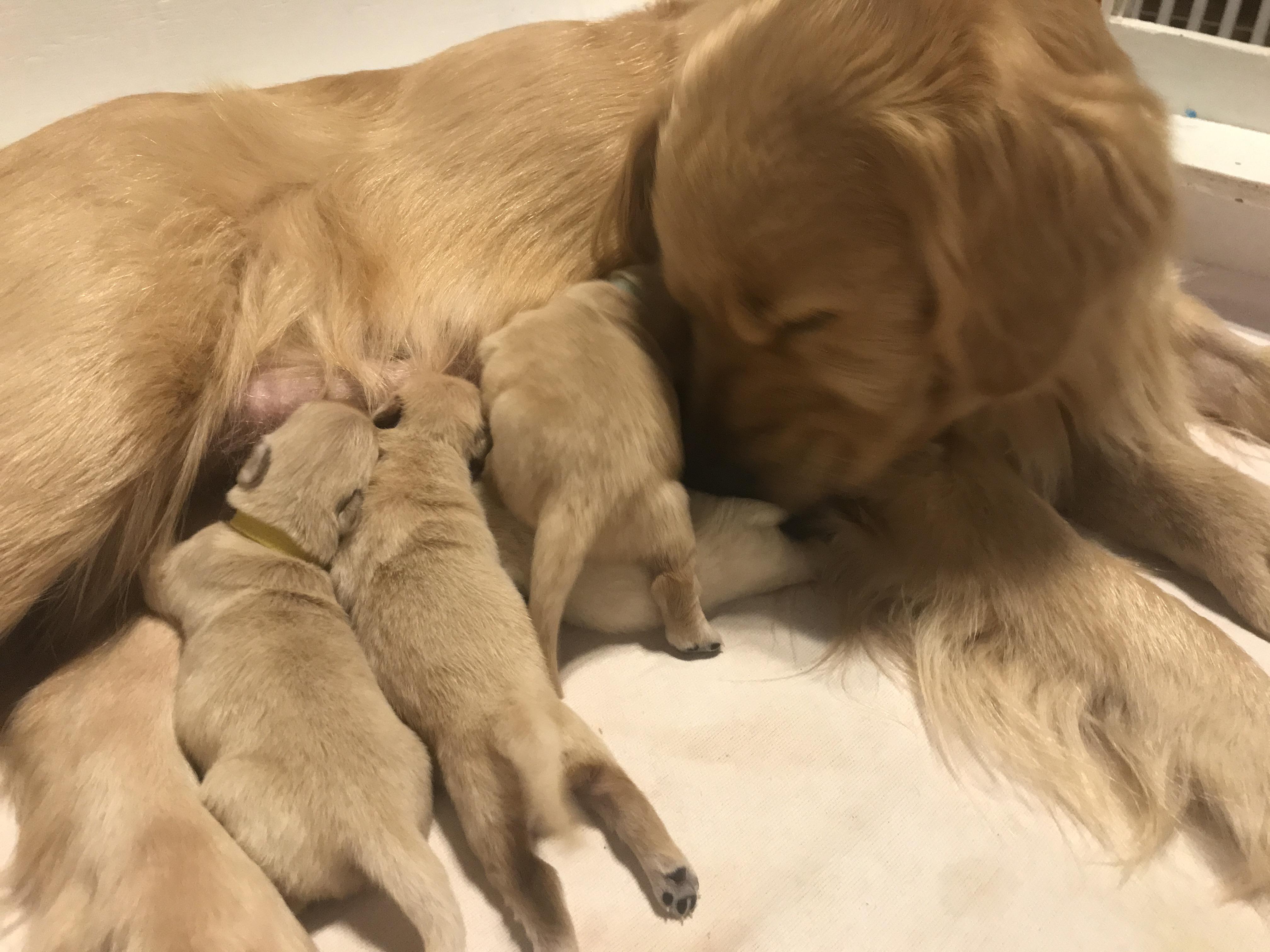 Shire Springs Kennels in Oklahoma Golden Retriever and Pembroke Welsh puppies Good Dog