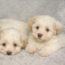 Havanese Puppies from Colhaven Havanese