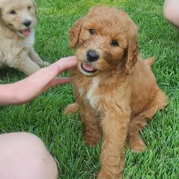 Pumpkin - Red female Bernedoodle puppy in Columbia, Missouri from Silver Creek Pups
