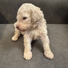 Willow (pink) - Cream female Goldendoodle puppy in Belleville, New Jersey from New Jersey Doodles and Frenchies
