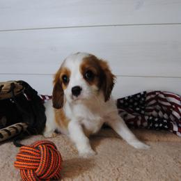Alfie - Blenheim male Cavalier King Charles Spaniel puppy in Mountain Grove, Missouri from Dogwood & Sassafras Companions