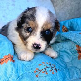 Mr. Gale - Blue merle male Toy Australian Shepherd puppy in Dolan Springs, Arizona from High Desert Companions