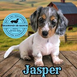 JASPER - Dapple male Dachshund puppy in Columbia, Louisiana from Diamond 5R Ranch AKC & CKC Miniature Dachshunds