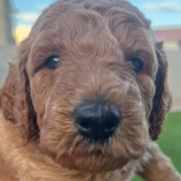 Goldendoodles from Oakley Doodles