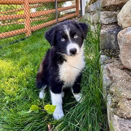 Achilles - Black & white male Australian Shepherd puppy in Quincy, Massachusetts from William's Aussies