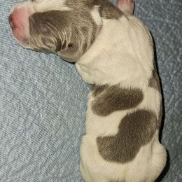 Solomon - Silver male Great Dane puppy in Towaco, New Jersey from MommaDukes Danes