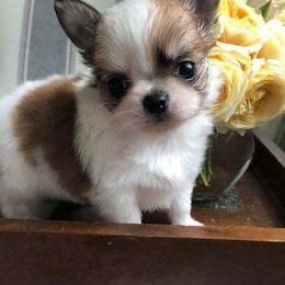 Chihuahua Puppies from Shady Grove Chihuahuas