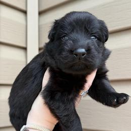 Grey - Black female German Shepherd puppy in Tennessee from Chattanooga Tn German Shepherds
