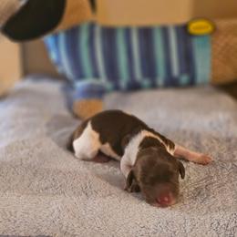 Chocolate Piebald - Piebald male Dachshund puppy in Trade, Tennessee from TN Miniature Dachshunds & Basset Hounds