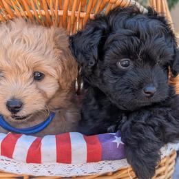 Cavalier King Charles Spaniel, Cavapoo, Companion Cross, and Pomeranian Puppies from MirVit Happy Tails Puppies