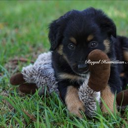 Sapphire 💖 - Black tri Miniature American Shepherd puppy in Kamuela On The Big Island, Hawaii from Royal Hawaiian Aussies LLC