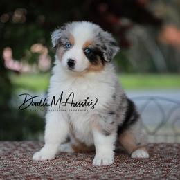 Dixie - Blue merle female Australian Shepherd puppy in Olivehurst, California from Double M Aussies