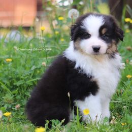 Btm3 - Black tri-color male Australian Shepherd puppy in Chehalis, Washington from Wandering Acres Ranch
