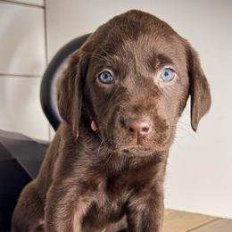 Pink Girl - Chocolate female Labrador Retriever puppy in Plymouth, North Carolina from Duck Creek Kennels