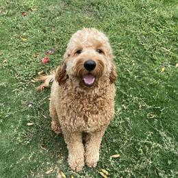 Goldendoodle All Grown Up from Goldendoodle AZ