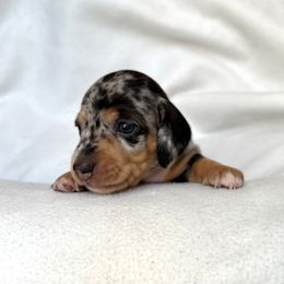 Dachshund Puppies from Weenie Bros
