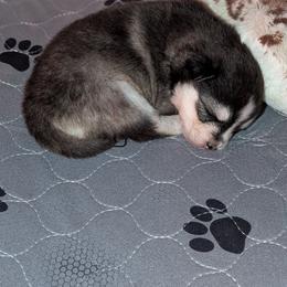 Nikki - Black and white female Pomsky puppy in Hurleyville, New York from My Crazy Pomskys