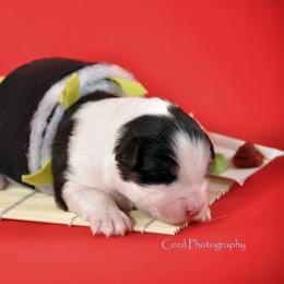 Australian Shepherd Puppies from Dovehawk Australian Shepherds