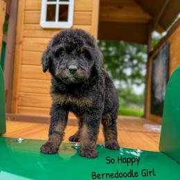 So Happy - Phantom female Bernedoodle puppy in Grove, Oklahoma from Guinn Family Farms
