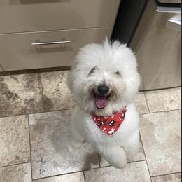 Coton de Tulear Puppies from Beethoven’s Cotons