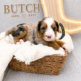 Butch - Merle male Bernedoodle puppy in Flagstaff, Texas from Gunstock Doodles