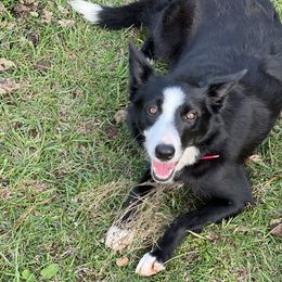 Border Collie puppies from Whisenhunt Farms