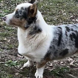 Sadie - Pembroke Welsh Corgi