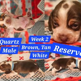 Quartz-Light Blue-Male - Brown white and tan male Beagle puppy in Bemidji, Minnesota from Nse Farms Beagles