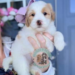 Girl 1 - female Sheepadoodle puppy in Marion, Ohio from Doodles & Doxies