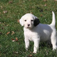 Border Collie, English Setter, and Miniature American Shepherd Puppies from First Harmony Farms