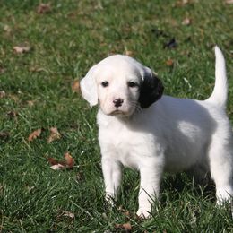 Border Collie, English Setter, and Miniature American Shepherd Puppies from First Harmony Farms
