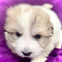 Boy1 Red collar NIMBUS - White and badger male Great Pyrenees puppy in Fair Grove, Missouri from Allen Wags & Woolies