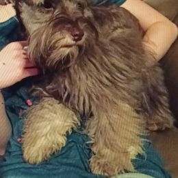 Anabel - Miniature Schnauzer