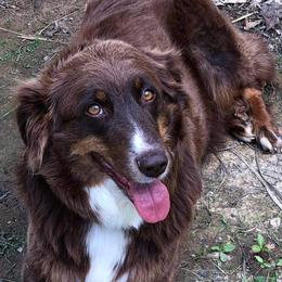 Tonks - Australian Shepherd