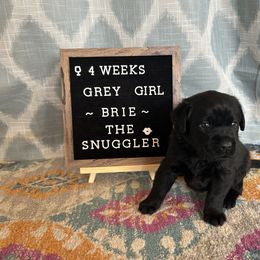 Girl 6 - Black Labrador Retriever puppy in Indiana from Little Yellow Creek Farms