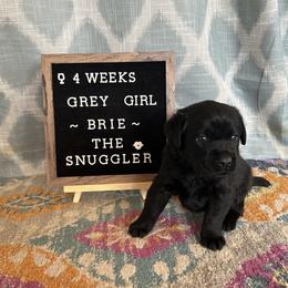 Girl 6 - Black Labrador Retriever puppy in Indiana from Little Yellow Creek Farms