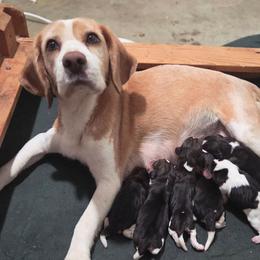 Blaze - Black fawn and white male Beagle puppy in Brockway, Pennsylvania from Sugar Hill Hounds