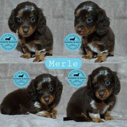 MERLE - Dapple male Dachshund puppy in Columbia, Louisiana from Diamond 5R Ranch AKC & CKC Miniature Dachshunds