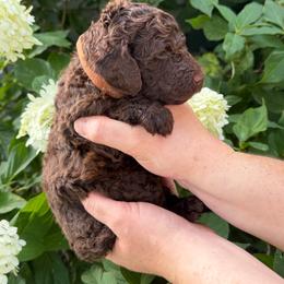 Thomas Jefferson - Brown male Poodle puppy in Fairfield, North Carolina from Leaning T Ranch