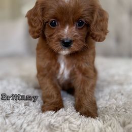 Brittany - Red Cavapoo puppy in Beckley, West Virginia from By Design Doodles