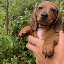 Twix - Red Dachshund puppy in Hawthorne, Florida from Circle M Dachshunds