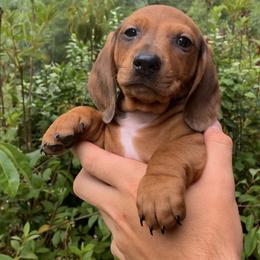 Twix - Red Dachshund puppy in Hawthorne, Florida from Circle M Dachshunds