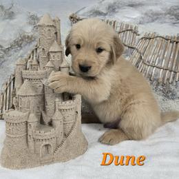 Dune - Light golden male Golden Retriever puppy in Marietta, Oklahoma from Dogs of Diamond B