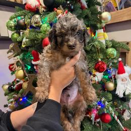 Bear - Merle male Goldendoodle puppy in Fresno, California from CaliDoodles
