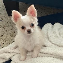 Winnie - Chihuahua