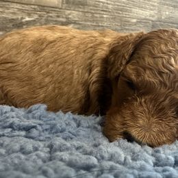 Duke - Red  male Poodle puppy in Camden, Michigan from Pawfect Companions